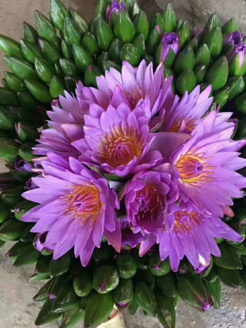 百合鲜切花各种鲜花批发