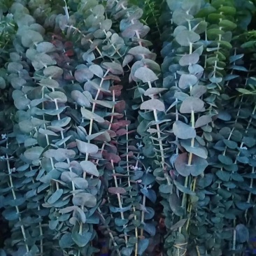 百合鲜切花各种鲜花批发