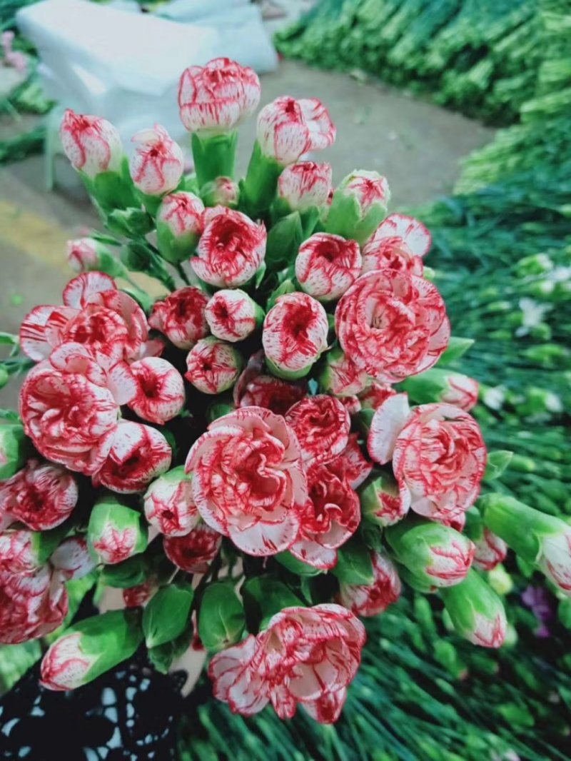 百合鲜切花各种鲜花批发