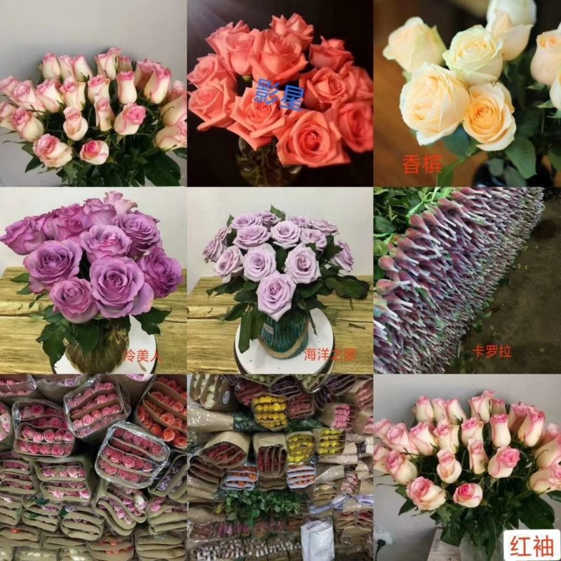 百合鲜切花各种鲜花批发