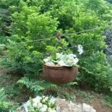 释迦一级750~850g