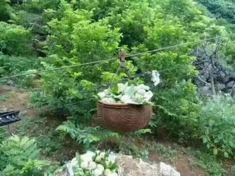 释迦一级750~850g