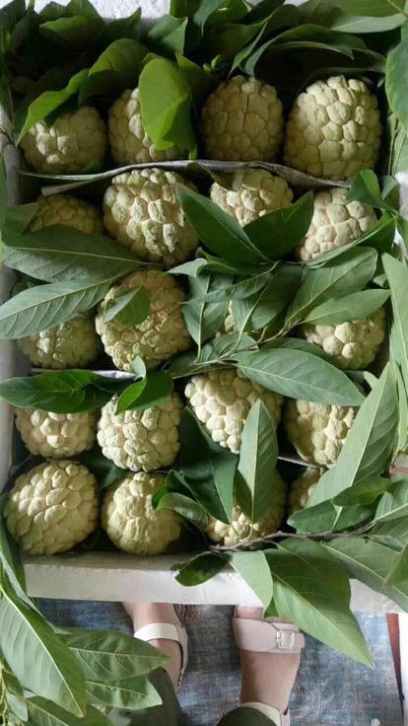 释迦一级750~850g