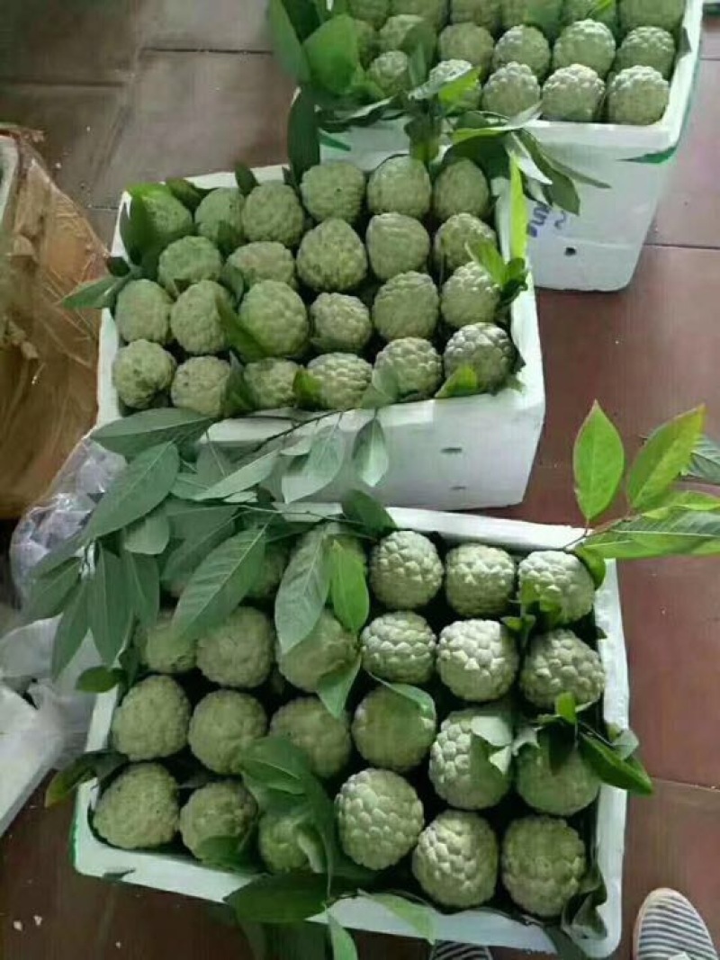释迦一级750~850g