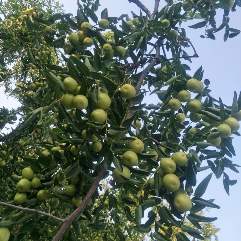 灵宝大枣鲜枣特级