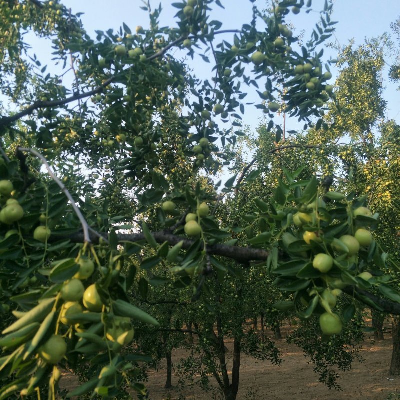 灵宝大枣鲜枣特级