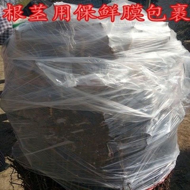 芍药