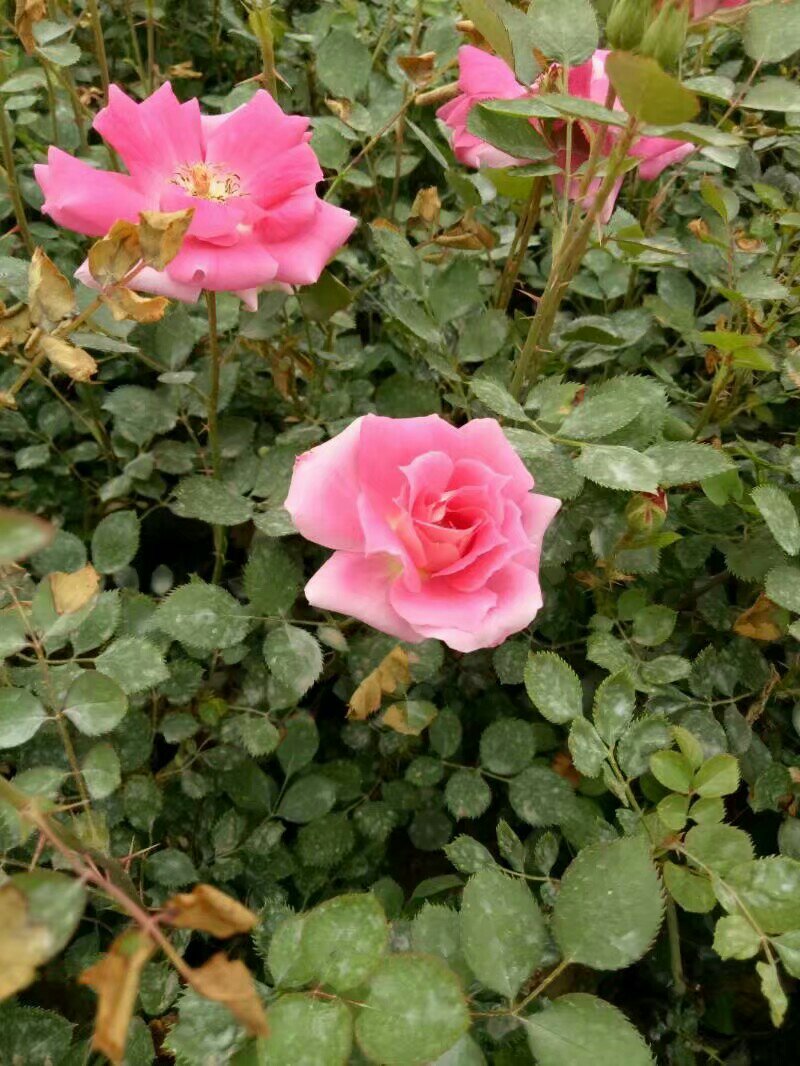 丰花月季，一年苗，基地直销