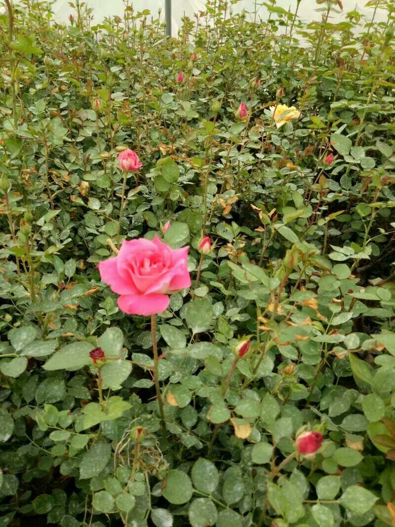 丰花月季，一年苗，基地直销