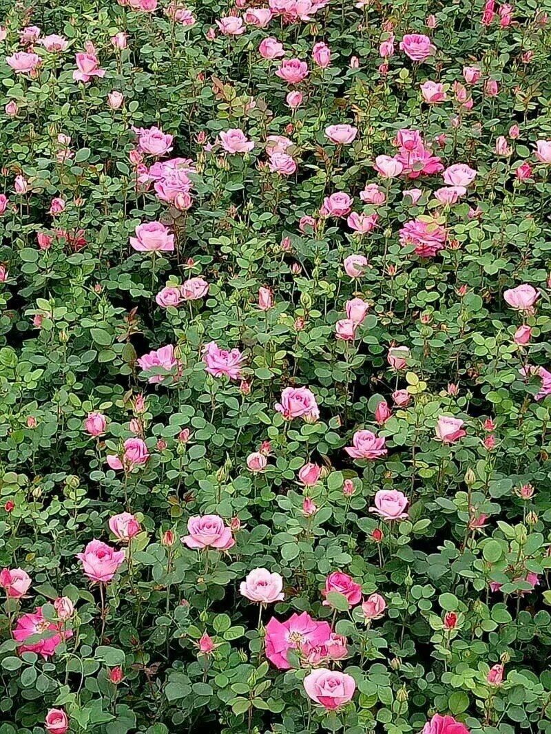 丰花月季，一年苗，基地直销