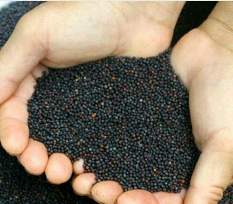 油菜籽一年四季有货~要的第二天发货~