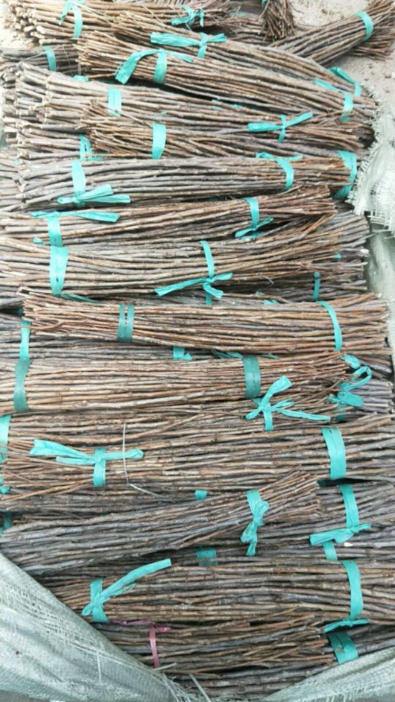 金蝉卵枝！大量低价供应！超值！