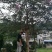 紫薇