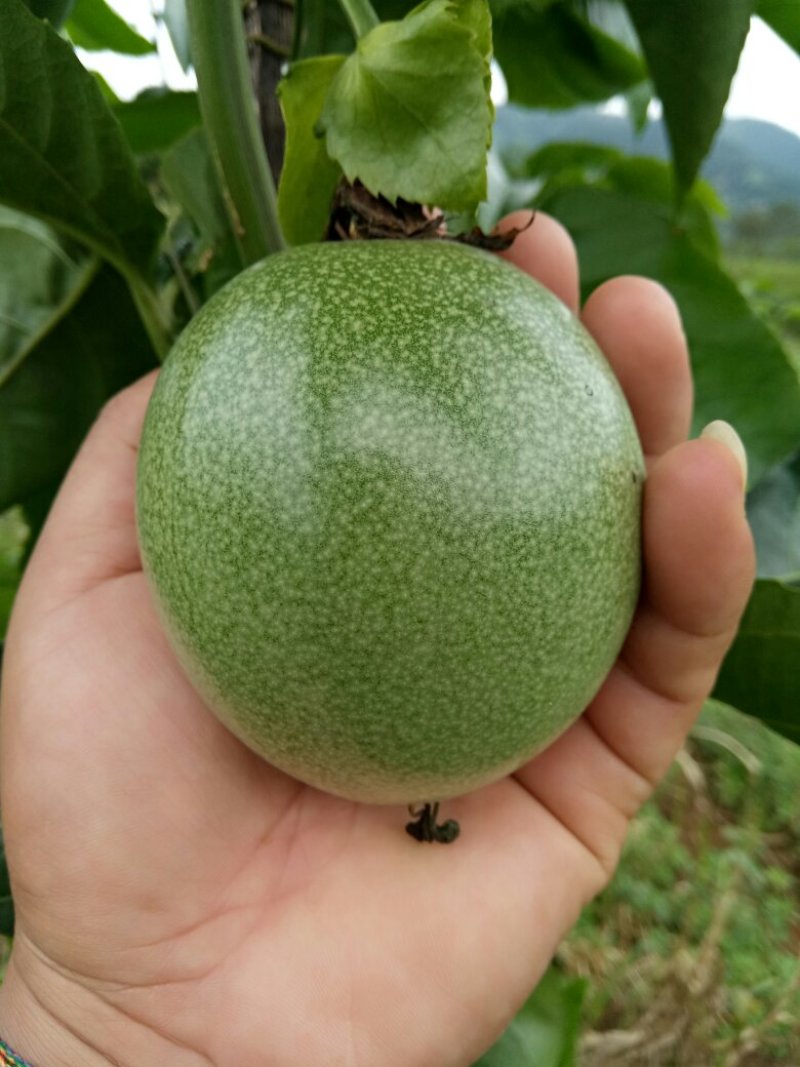 云南德宏芒市鲜农种植专业合作社现有四百多亩百香果种植基地