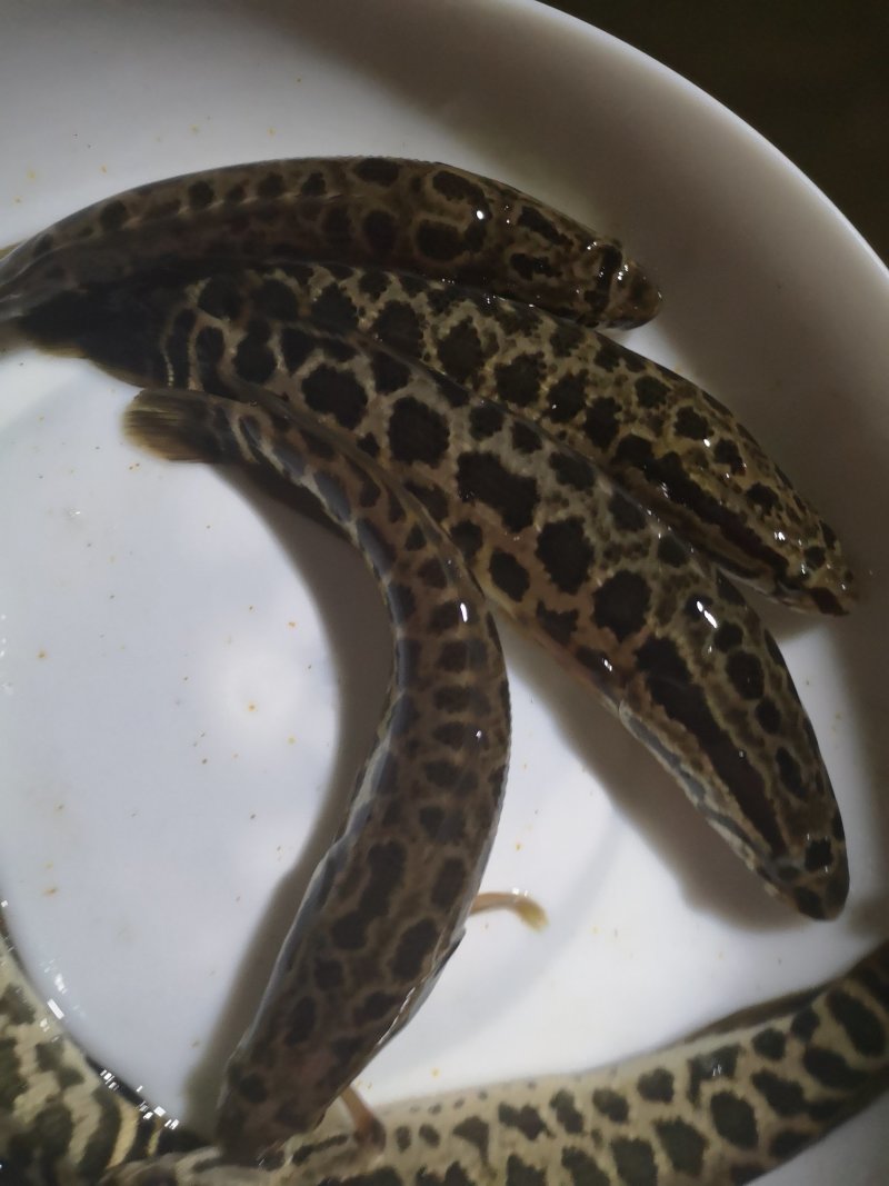 黑鱼苗