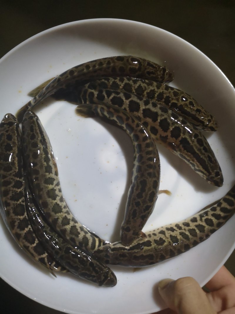 黑鱼苗