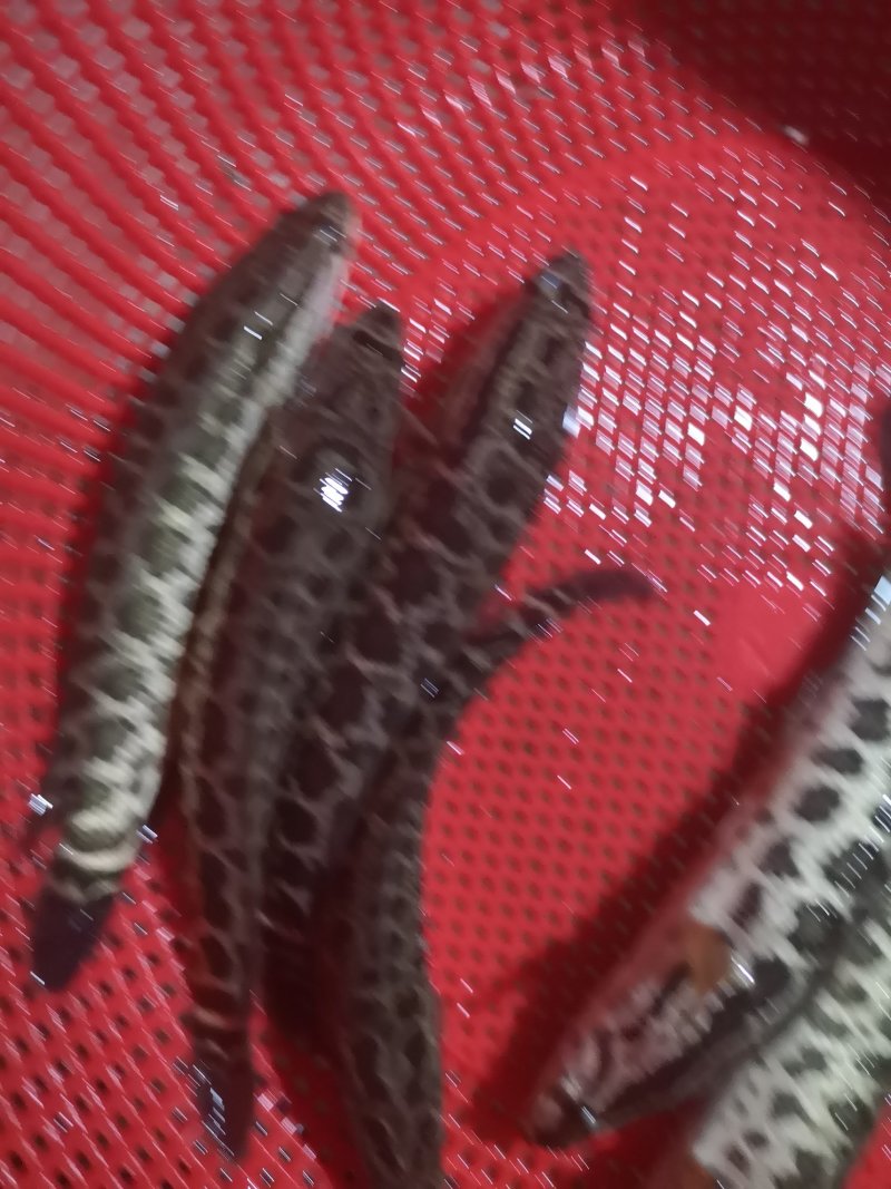 黑鱼苗