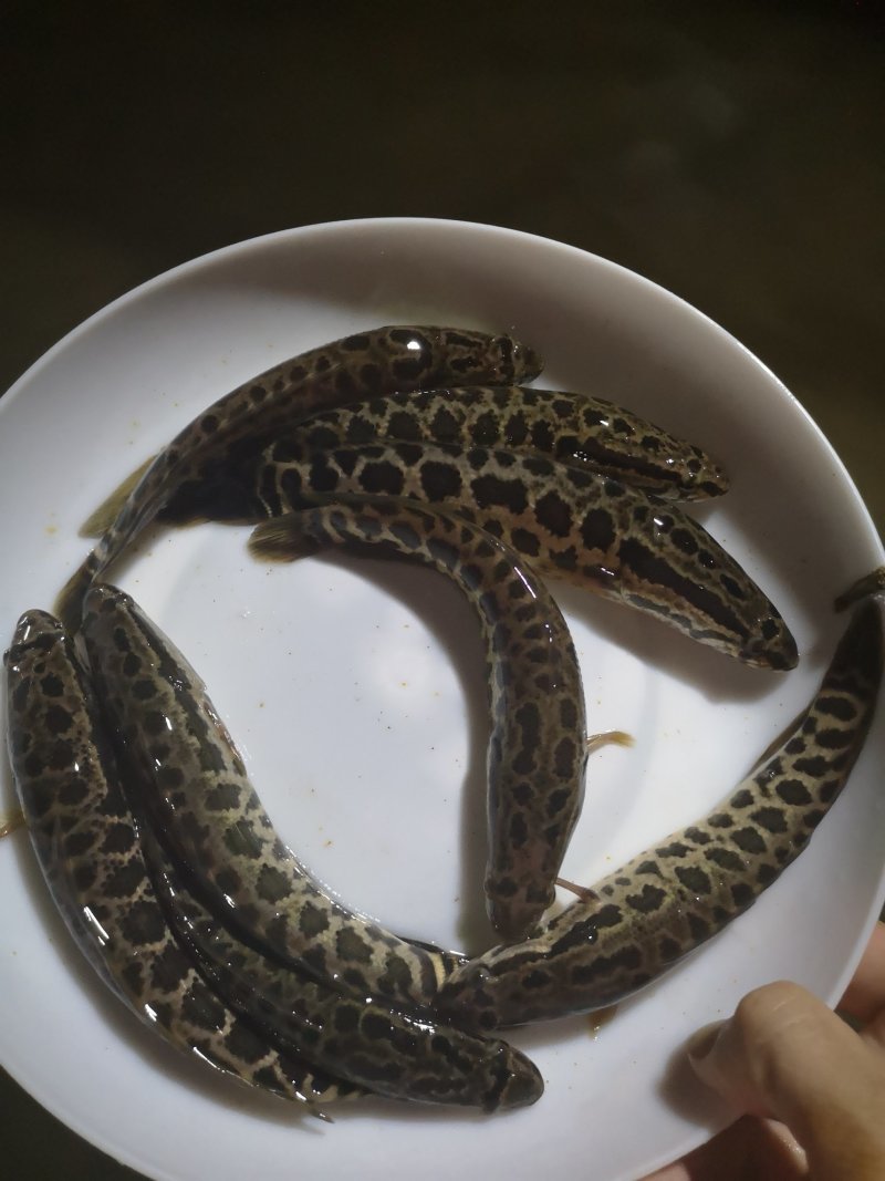 黑鱼苗