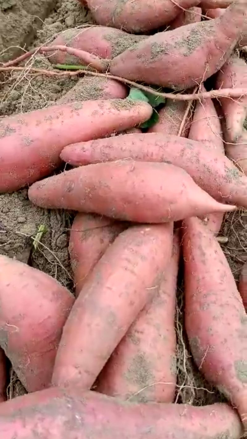 西瓜红，通货，纯沙地红薯。