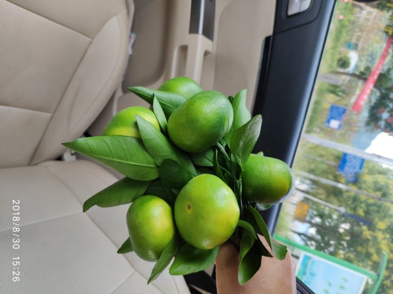 特早蜜橘已上市，口感好，果面干净，诚信经营，合作共赢