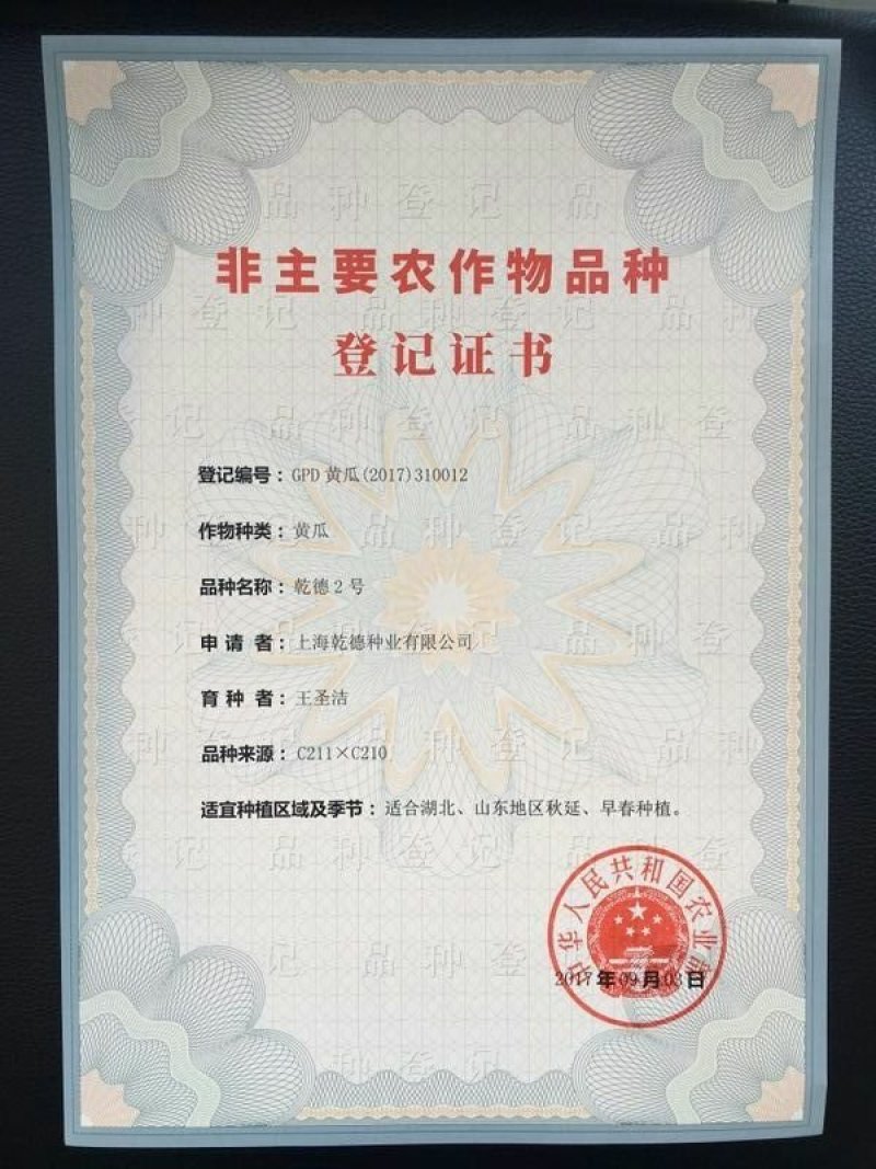 乾德二号越冬黄瓜短把密刺耐低温弱光产量高抗病强