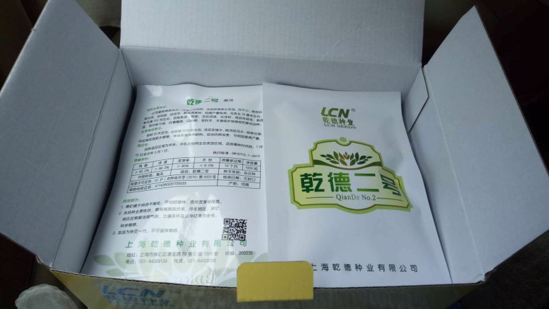 乾德二号越冬黄瓜短把密刺耐低温弱光产量高抗病强