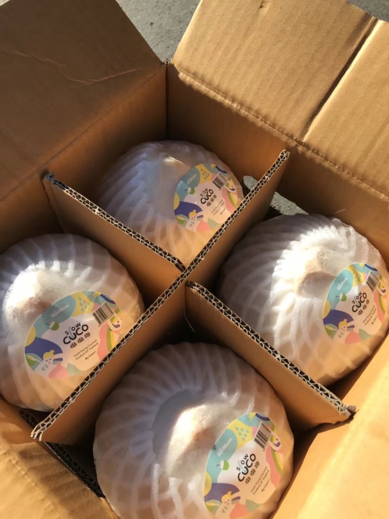 懒懒椰椰青