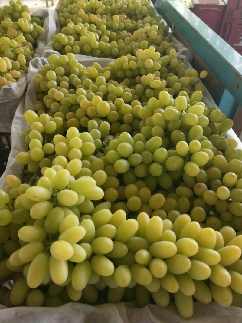 敦煌葡萄！红提！无核白！颗粒大！糖度高！