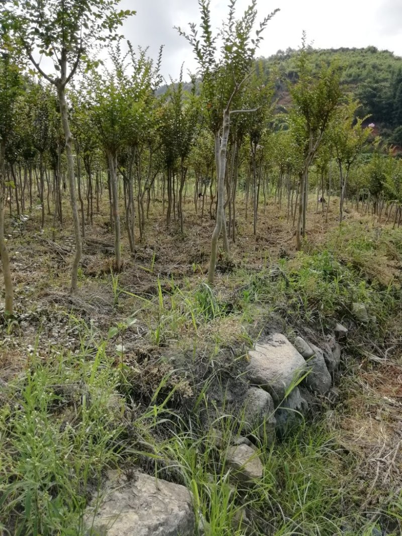 紫薇