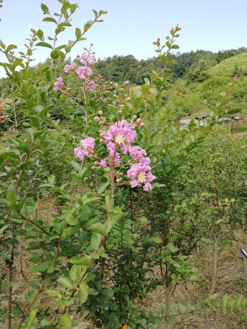 紫薇