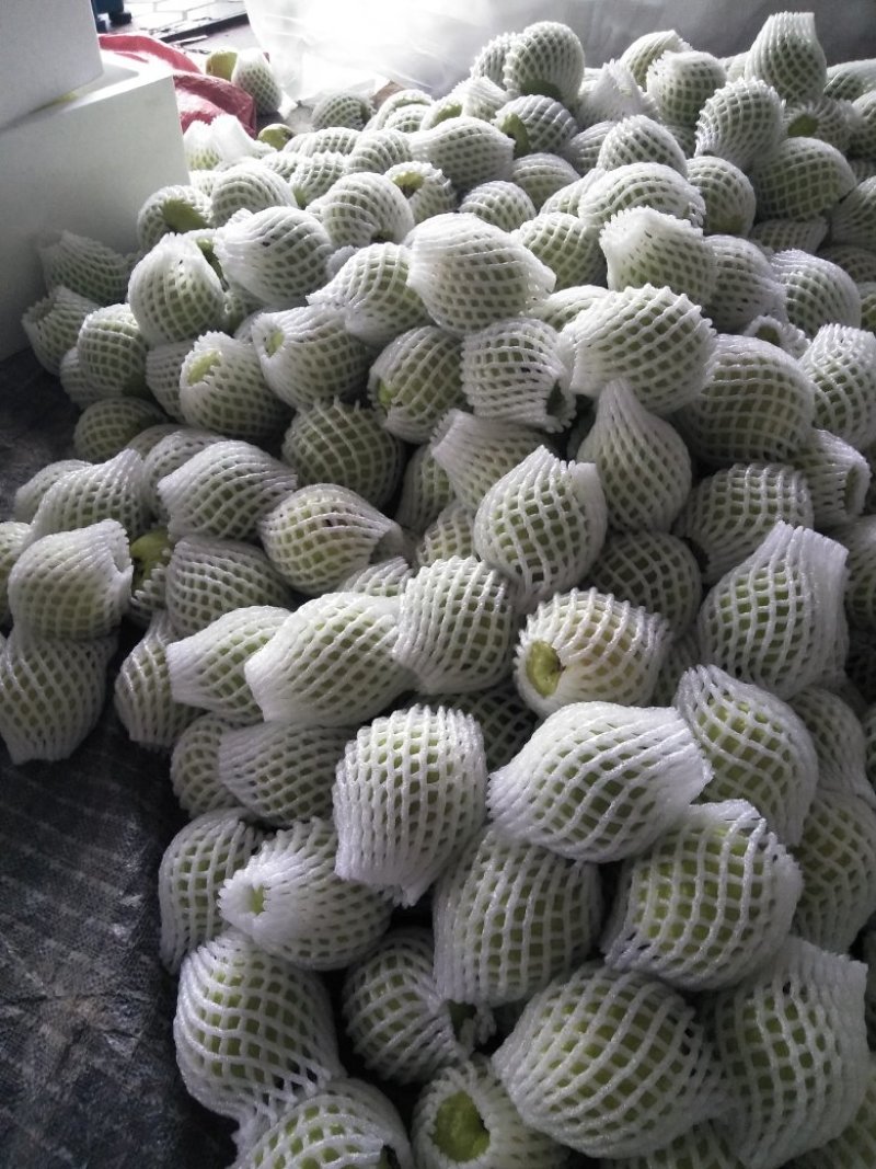 福建漳州富硒番石榴芭乐日供10万斤+有大量销售渠道来搞