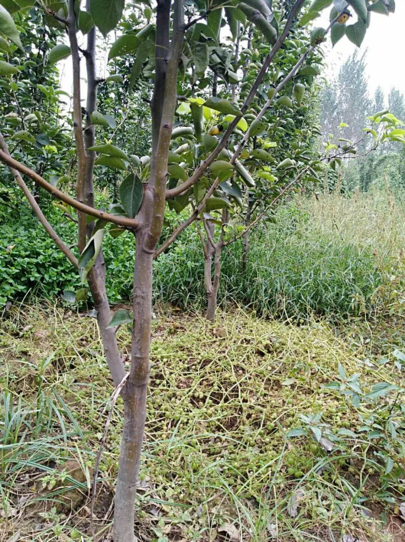 3-4公分梨树量大