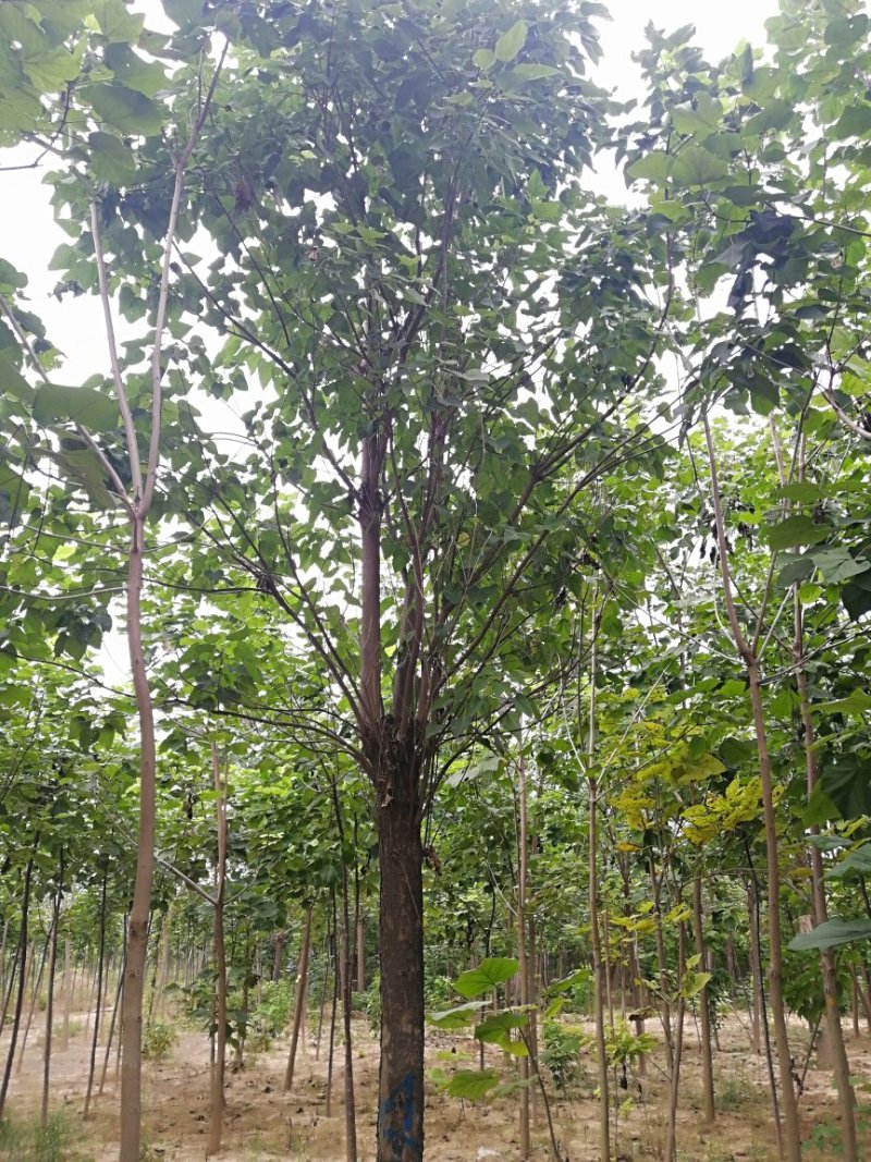 楸树批发基地