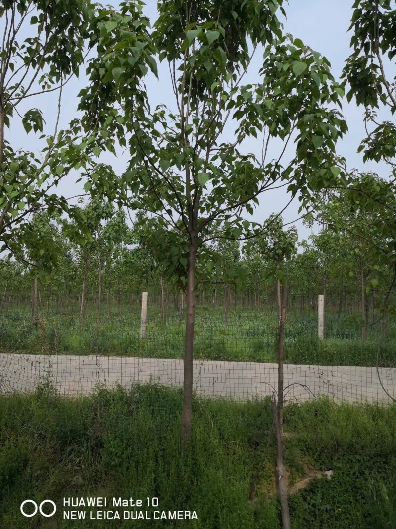 楸树批发基地