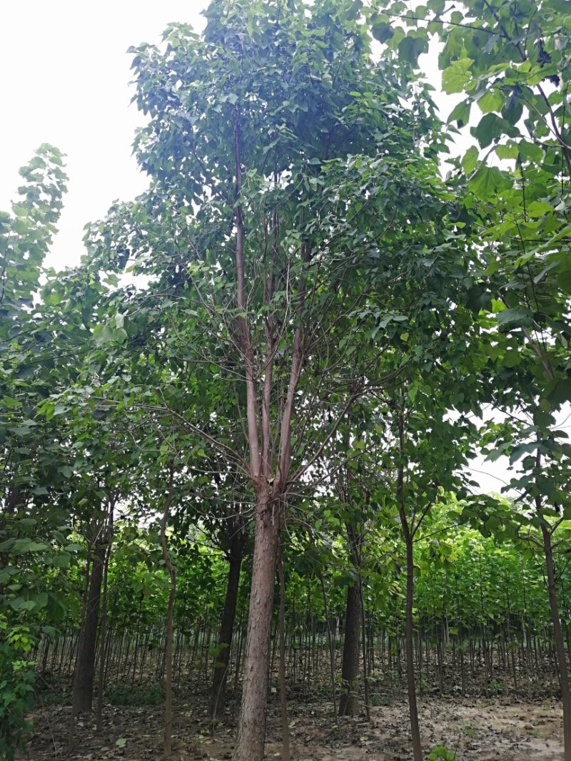 楸树批发基地