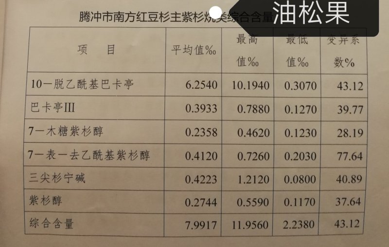 云南红豆杉苗，无纺袋苗，10一DAB，紫杉醇含量高。