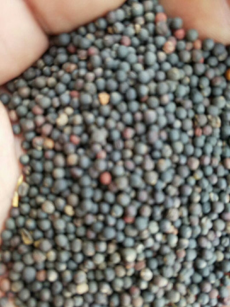 罗平优质油菜籽