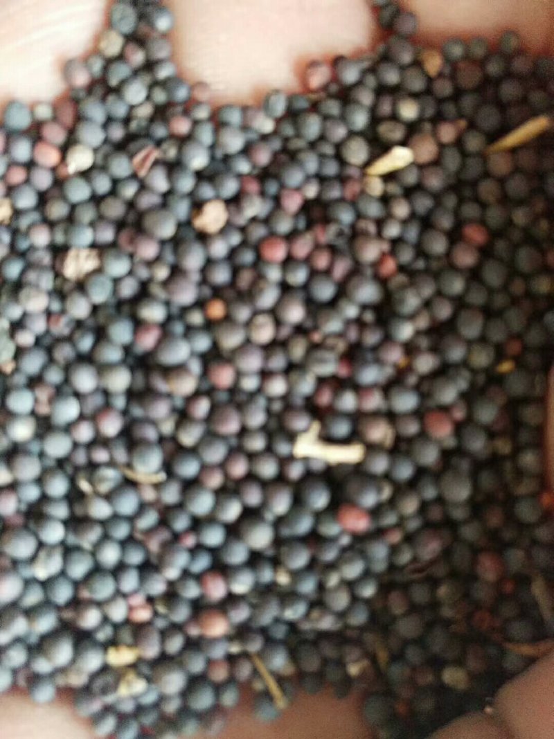 罗平优质油菜籽