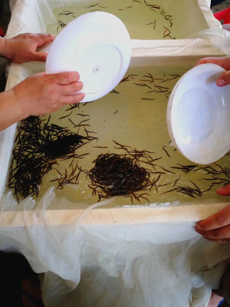 大刺鳅苗中华沙鳅苗基地芝麻锯苗保成活教技术包回收