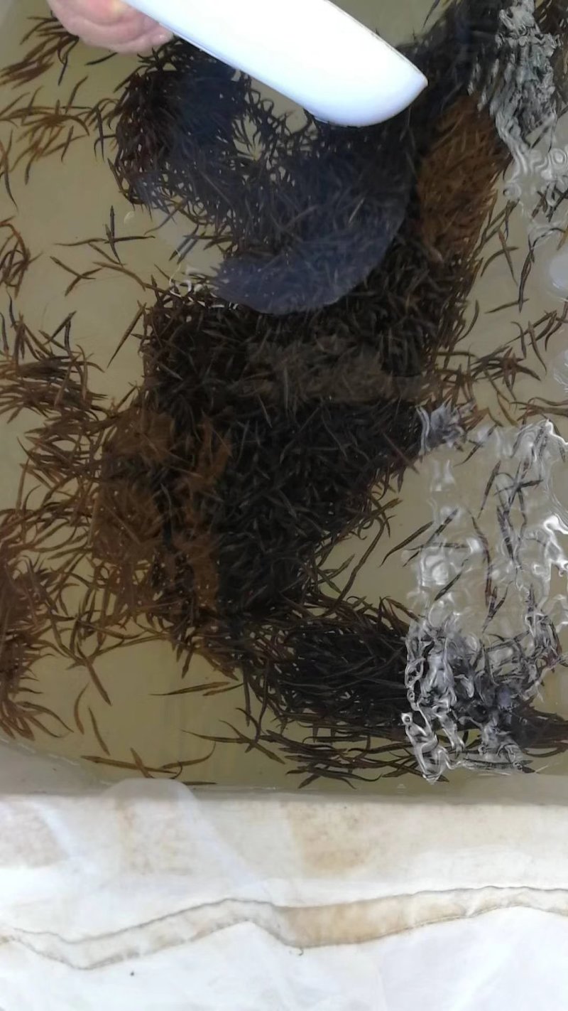 大刺鳅苗中华沙鳅苗基地芝麻锯苗保成活教技术包回收