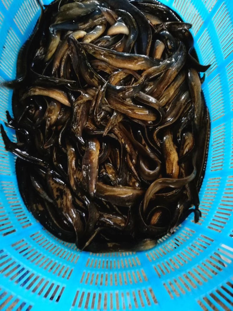 大刺鳅苗中华沙鳅苗基地芝麻锯苗保成活教技术包回收