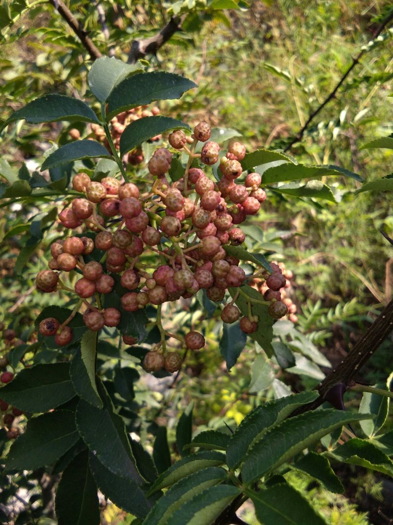 货源充足。小米，核桃，花椒。