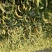 香玲核桃。