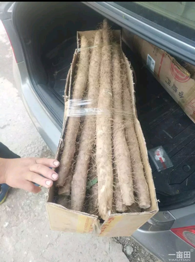 山西白玉山药2024新货上市，大量有货，保质保量，合作共