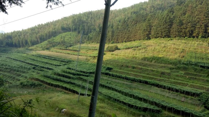 一件代发中大高山百香果