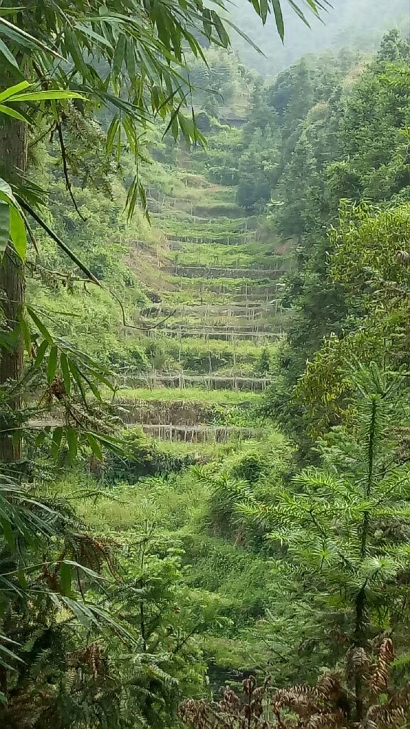 一件代发中大高山百香果