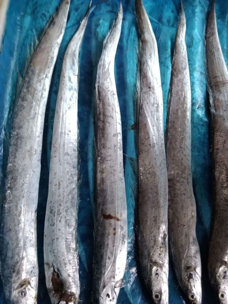 黄渤海近海刀鱼