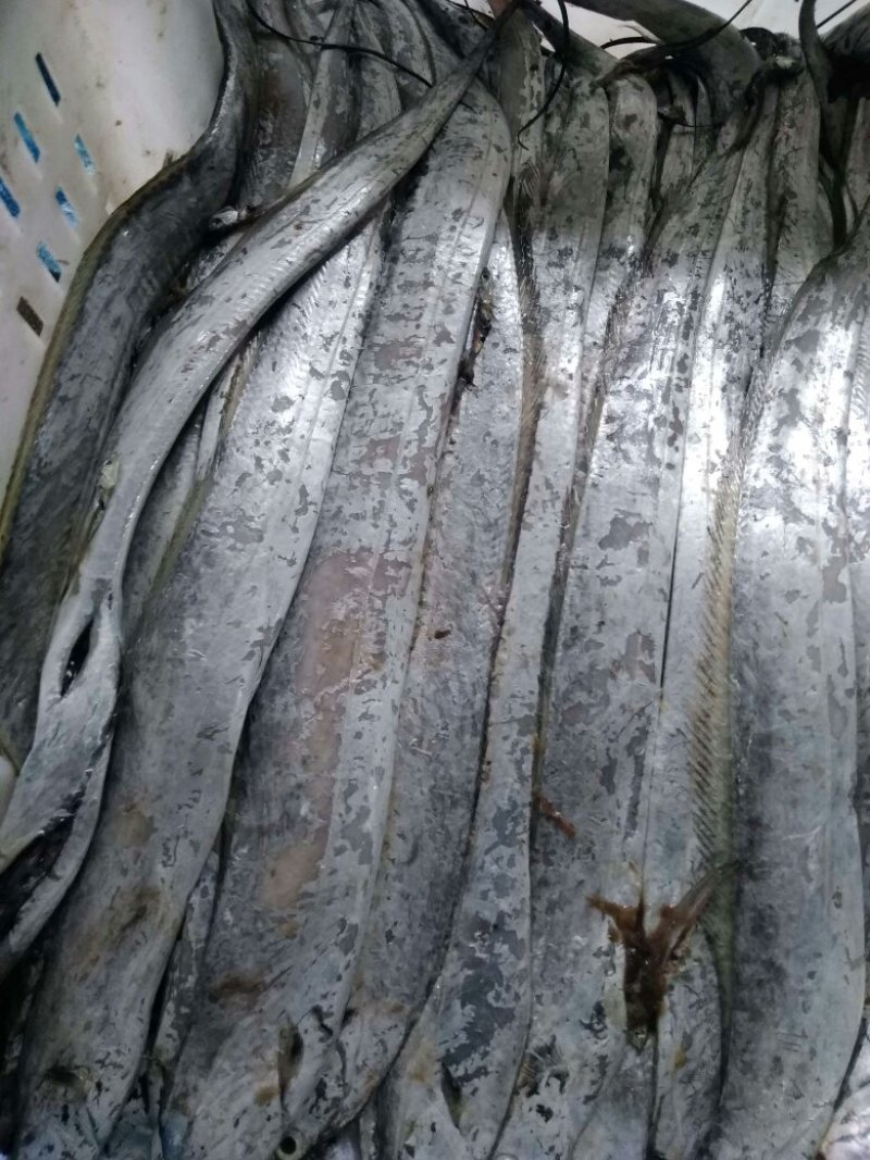 黄渤海近海刀鱼