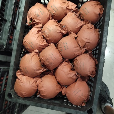 秋月梨，量大