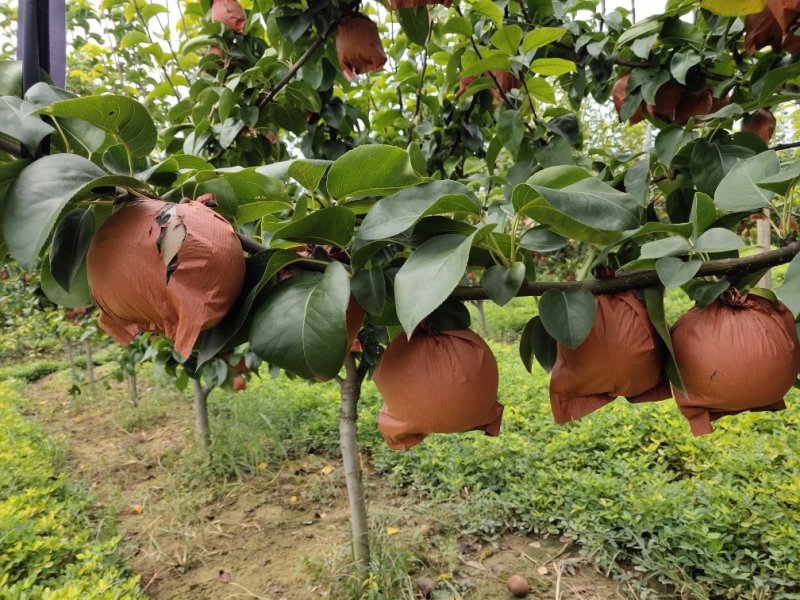 秋月梨，量大